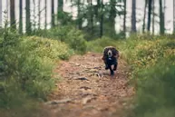 LilDog GPS 2.0 (LilD20)