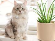 Lilcat LilCat GPS 2.0 (LilC20)