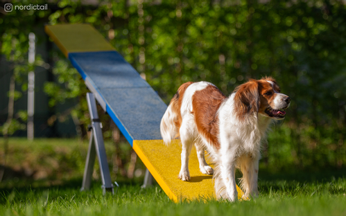 Agility Profi Vippe (56-4260611140915)