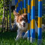 Agility Profi Slalåm Allé PRO-serie (56-AP2-420611140335)