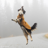 Hurtta Warming Midlayer ECO - Gul (16-H934527)