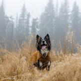 Hurtta Warming Midlayer ECO - Gul (16-H934527)