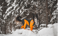 Non-stop Protector Snow, Heldress Hannhund - Svart/ Orange (44-2504)