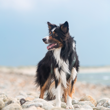 Non-stop Ramble Harness, Grønn (44-1337-1500018526)