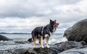 Non-stop Ramble Harness, Grønn (44-1337-1500018526)