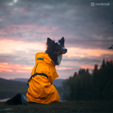 Paikka Visibility Regndekken - Gul (120-1044013)