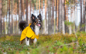 Paikka Visibility Regndekken - Gul (120-1044013)