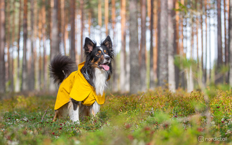 Paikka Visibility Regndekken - Gul (120-1044013)