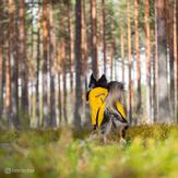 Paikka Visibility Regndekken - Gul (120-1044013)