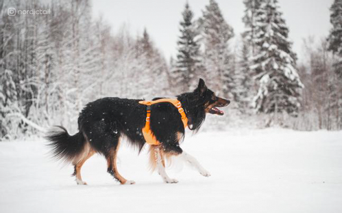 Paikka Visibility Hundesele - Orange (120-1033001-1500069688)