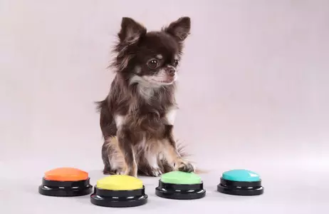 Innspillbare Knapper til Hund - Gul (14-523312-Y)