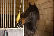 Holland Animal Care Excellent Foodie Friends Pære (128-EXCE01050D)