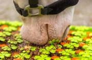 Holland Animal Care Excellent Snusematte til Hest - 50cm (128-EXCE03001)