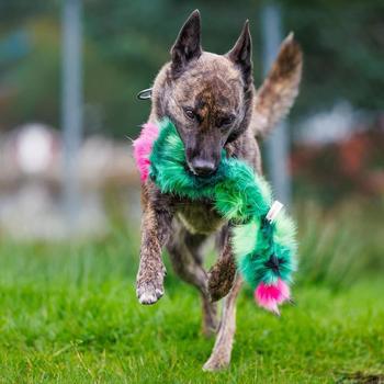 Doggie-Zen Doggie-Zen Kaktus Hundeleke med Pipelyd - 35cm (33-7870)