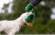 Doggie-Zen Doggie-Zen Kaktus Hundeleke med Pipelyd - 35cm (33-7870)
