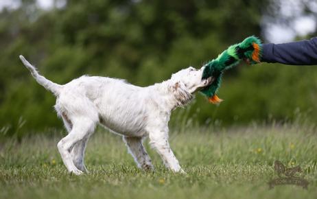 Doggie-Zen Knitrende Kaktus Hundeleke - 35cm (33-7871)