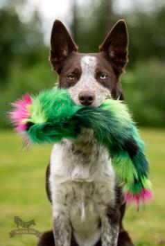 Doggie-Zen Kaktus Hundeleke med Pipelyd - 35cm (33-7870)