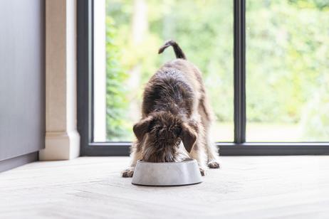 Designed by Lotte Meis Hundeskål - Hvit (51-650835)