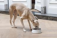 Designed by Lotte Meis Hundeskål - Hvit (51-650835)