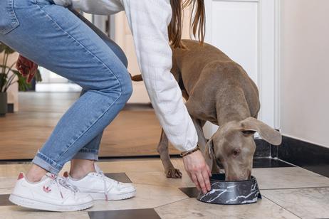 Designed by Lotte Meis Hundeskål - Svart (51-650842)