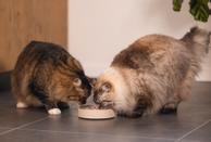 Designed by Lotte Designed by Lotte Bambus Slow Feeder, Beige (51-655201, 51-655203)