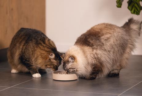 Designed by Lotte Designed by Lotte Bambus Slow Feeder, Beige (51-655201, 51-655203)