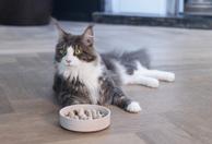 Designed by Lotte Designed by Lotte Bambus Slow Feeder, Beige (51-655201, 51-655203)