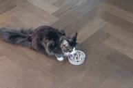 Designed by Lotte Designed by Lotte Bambus Slow Feeder, Beige (51-655201, 51-655203)