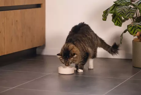 Designed by Lotte Designed by Lotte Bambus Katteskål (51-655220, 51-655212)