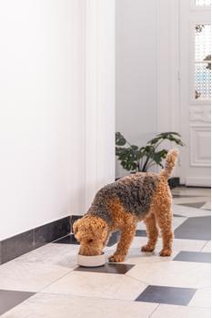 Designed by Lotte Bambus Hundeskål - Beige (51-655213-1500092195)