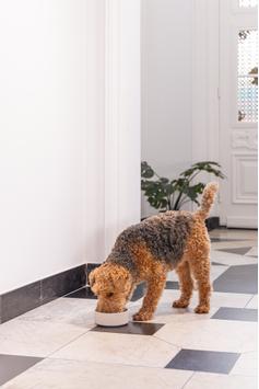 Designed by Lotte Bambus Hundeskål - Beige (51-655213-1500092195)