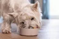 Designed by Lotte Bambus Hundeskål - Beige (51-655213-1500092195)