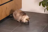 Designed by Lotte Designed by Lotte Bambus Katteskål (51-655220, 51-655212)