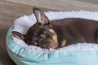 Nappy Valpeseng,  Blå/Hvit - 50cm (51-707228)