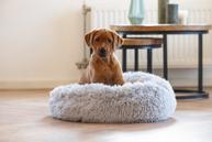 Kiki Valpeseng,  Grå - 50cm (51-716149)