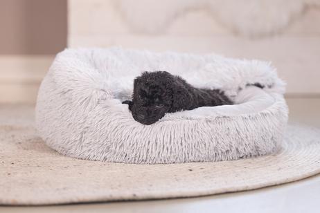 Kiki Valpeseng,  Grå - 50cm (51-716149)