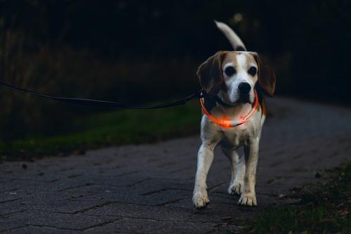 LED-Lyshalsbånd,  Multi - 65cm (51-749857)