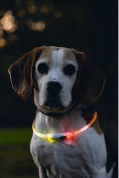 LED-Lyshalsbånd,  Multi - 65cm (51-749857)