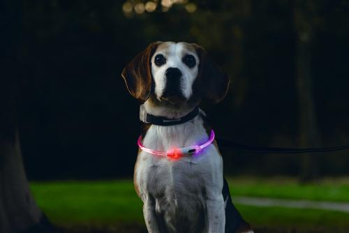 LED-Lyshalsbånd,  Multi - 65cm (51-749857)