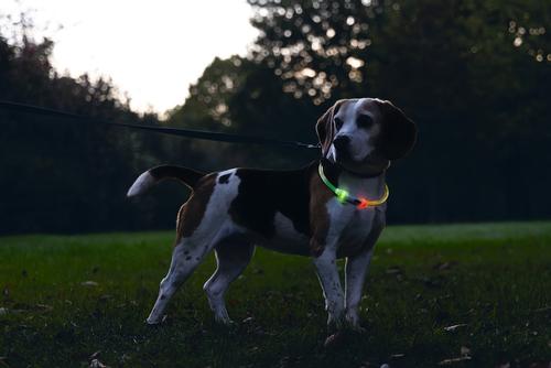 LED-Lyshalsbånd,  Multi - 65cm (51-749857)