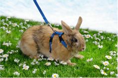  Kaninsele med Leiebånd - Blå