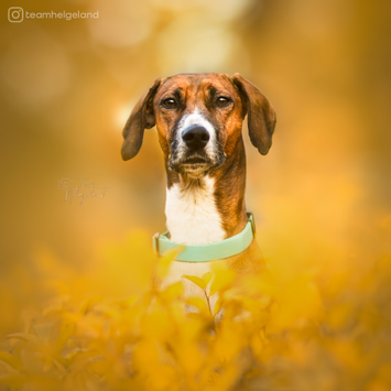 Paikka Glow Halsbånd - Blå (120-1036004)