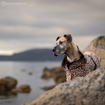 Paikka Visibility Regndekken - Leopard (120-1041001-1500049465)