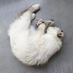 D&D D&D HappyCat Pose med Kattemynte (59-D403482162)