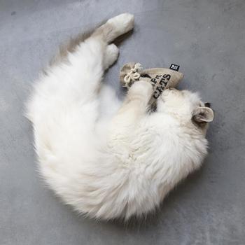 D&D D&D HappyCat Pose med Kattemynte (59-D403482162)