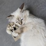 D&D D&D HappyCat Pose med Kattemynte (59-D403482162)