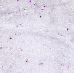 Finkornet Silica Katteperler med Babypudder - 15L (14-561239)