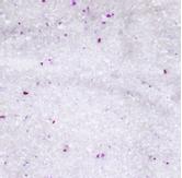 Finkornet Silica Katteperler med Babypudder - 15L (14-561239)