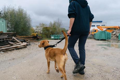 Non-stop Security Strap WD - Svart (44-1012)