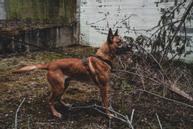 Non-stop Defense Line Harness Grip - Grønn (44-5179)